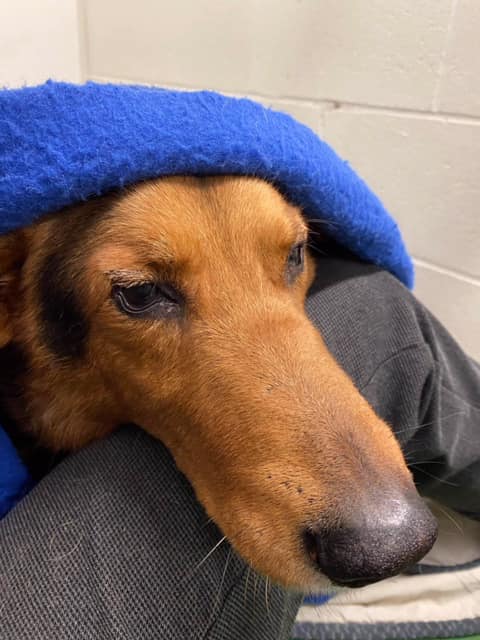 Save Me Rescue - Our boy Bill had his surgeries today and...
