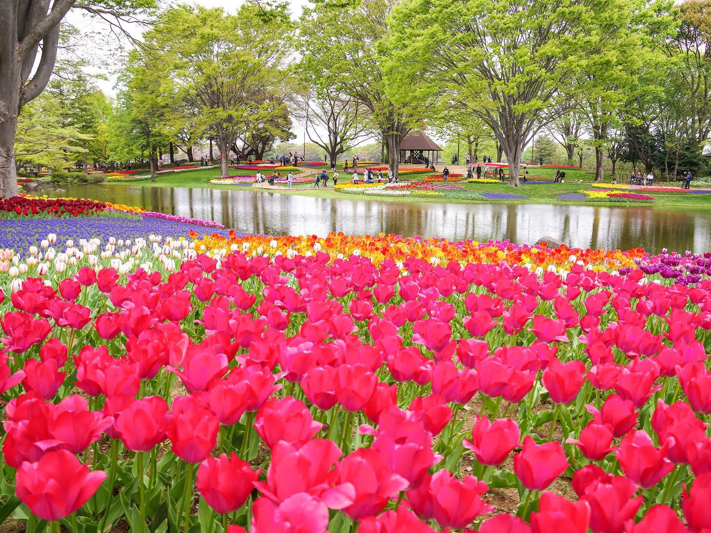 Tajiharu（たじはる） - 【Japan🇯🇵Tokyo】A wonderful tulip field of...