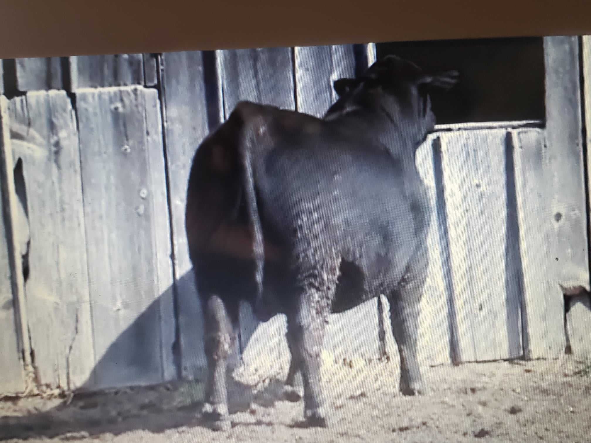 Ohlde Cattle Company: Basic Black Bulls and Angus Cattle Semen - Lot 21 ...