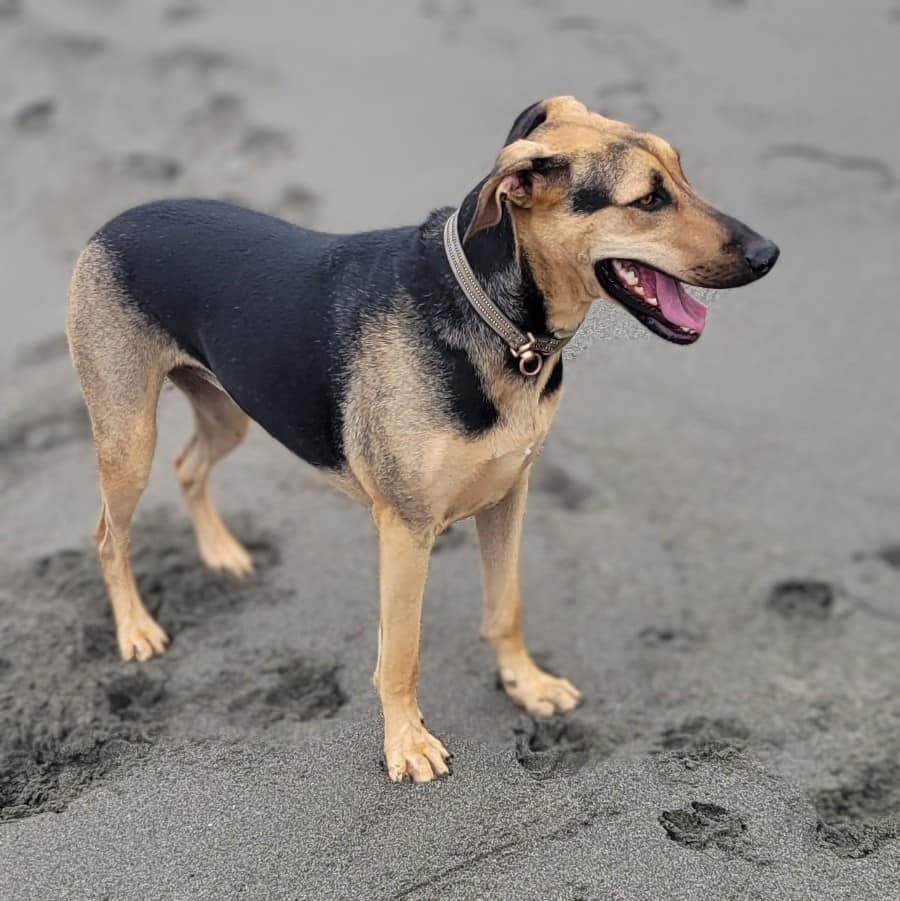 🐾🏡🌟 Ready for a forever home: Meet... - The Big Mutt Network