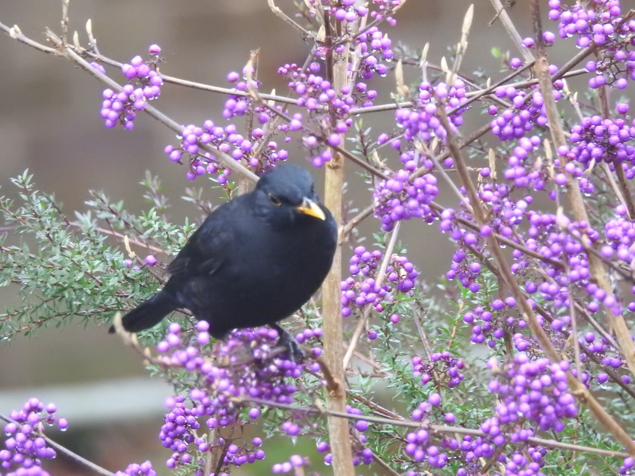 Blackbird steals grapes from garden in UK