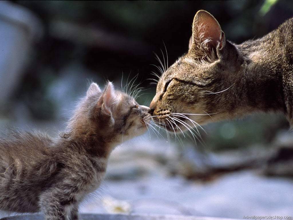 Cute Cat