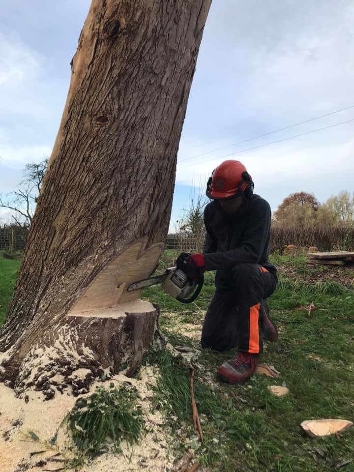 Howell & Son Tree & Hedge... - Howell & Son Tree & Hedge Care