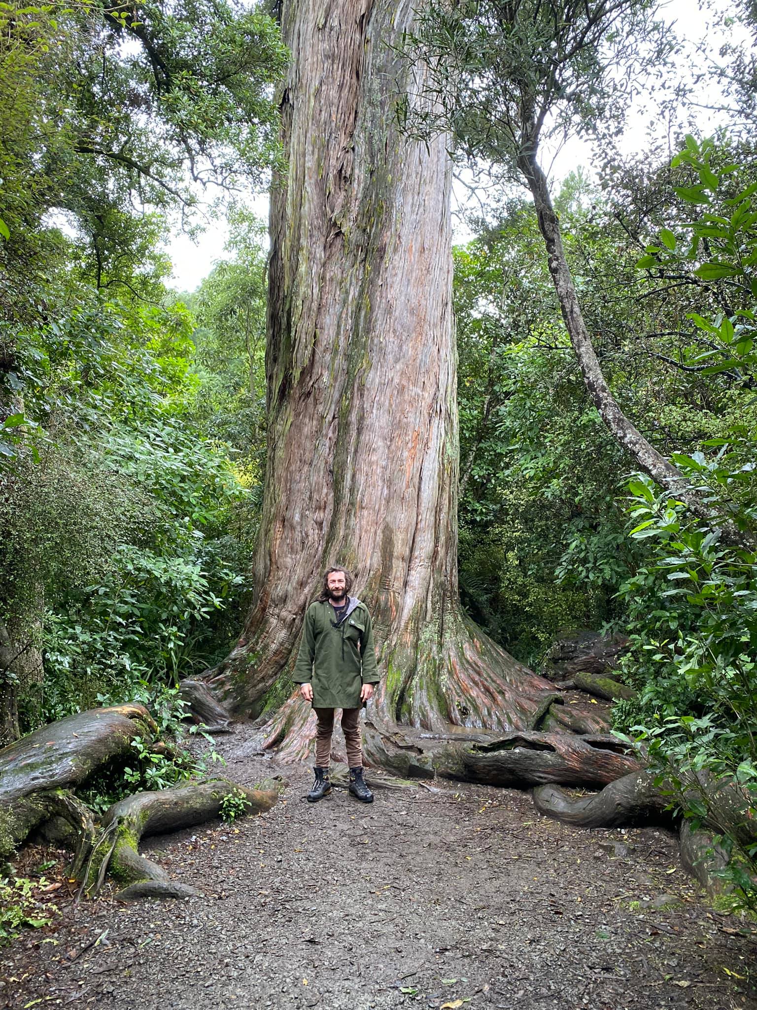 Eli Tree Guy | Christchurch
