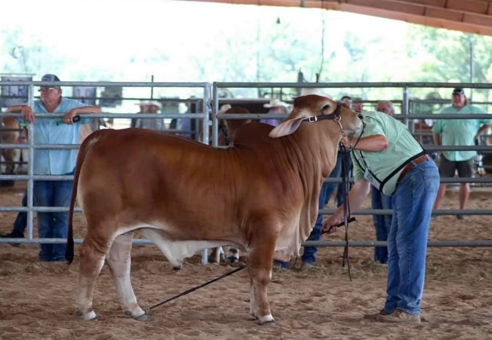 RP Brahmans - Mr. RP 10 “Rayder” worked his way to Reserve... | Facebook