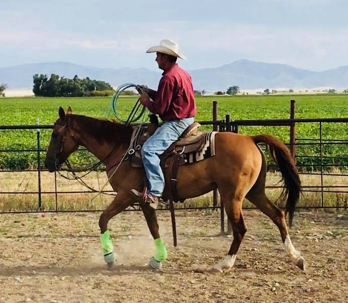 Rocking R Horses | Powell WY
