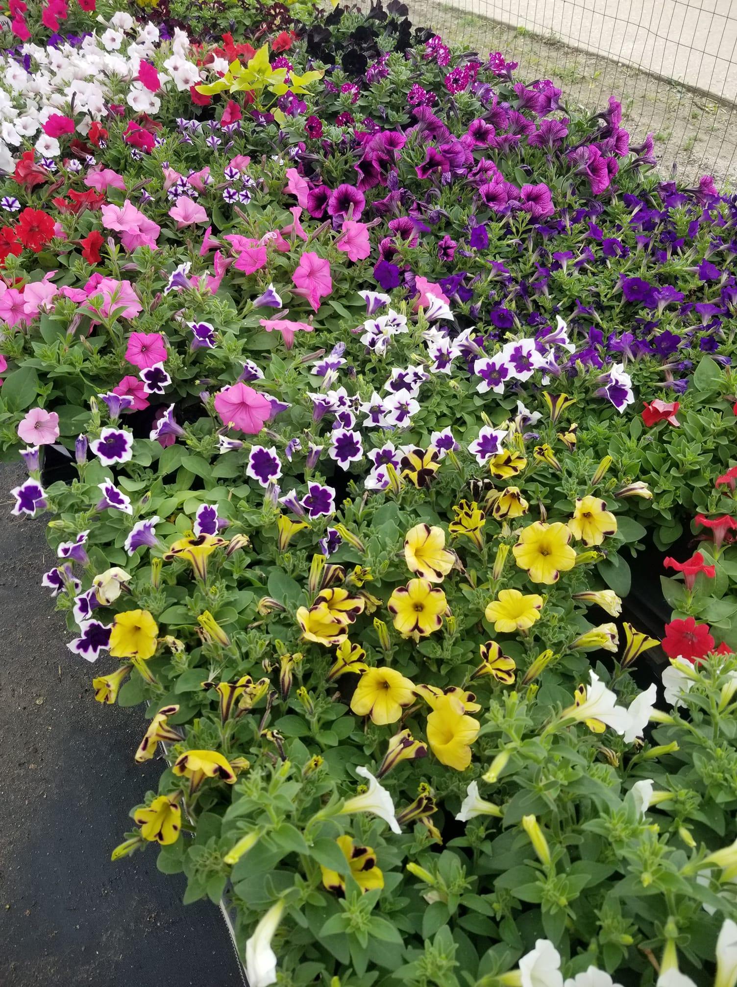 Springtime Garden Center | Lees Summit MO