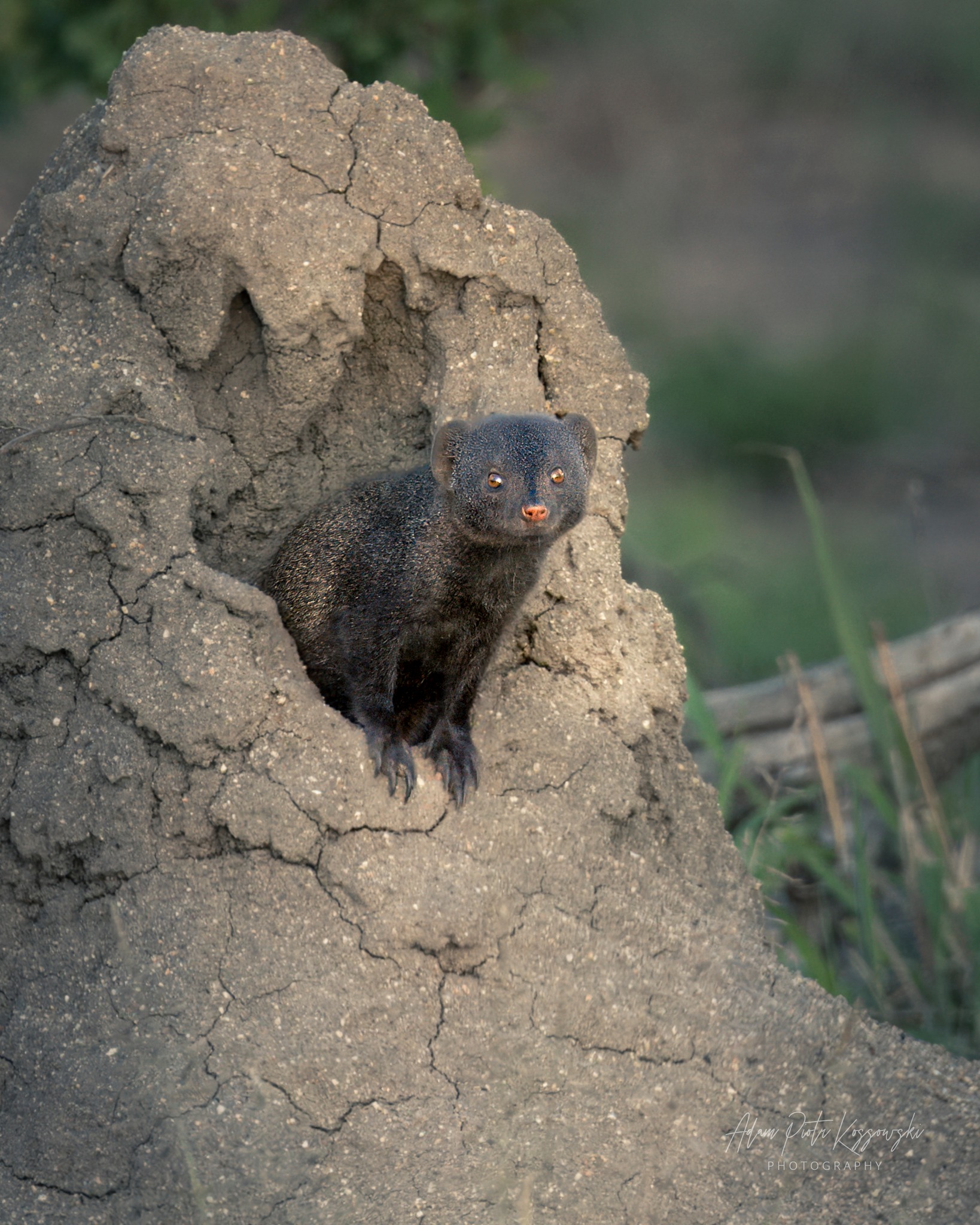 Focaltime - SWITSONGO The Dwarf Mongoose: A Curious Observer in 