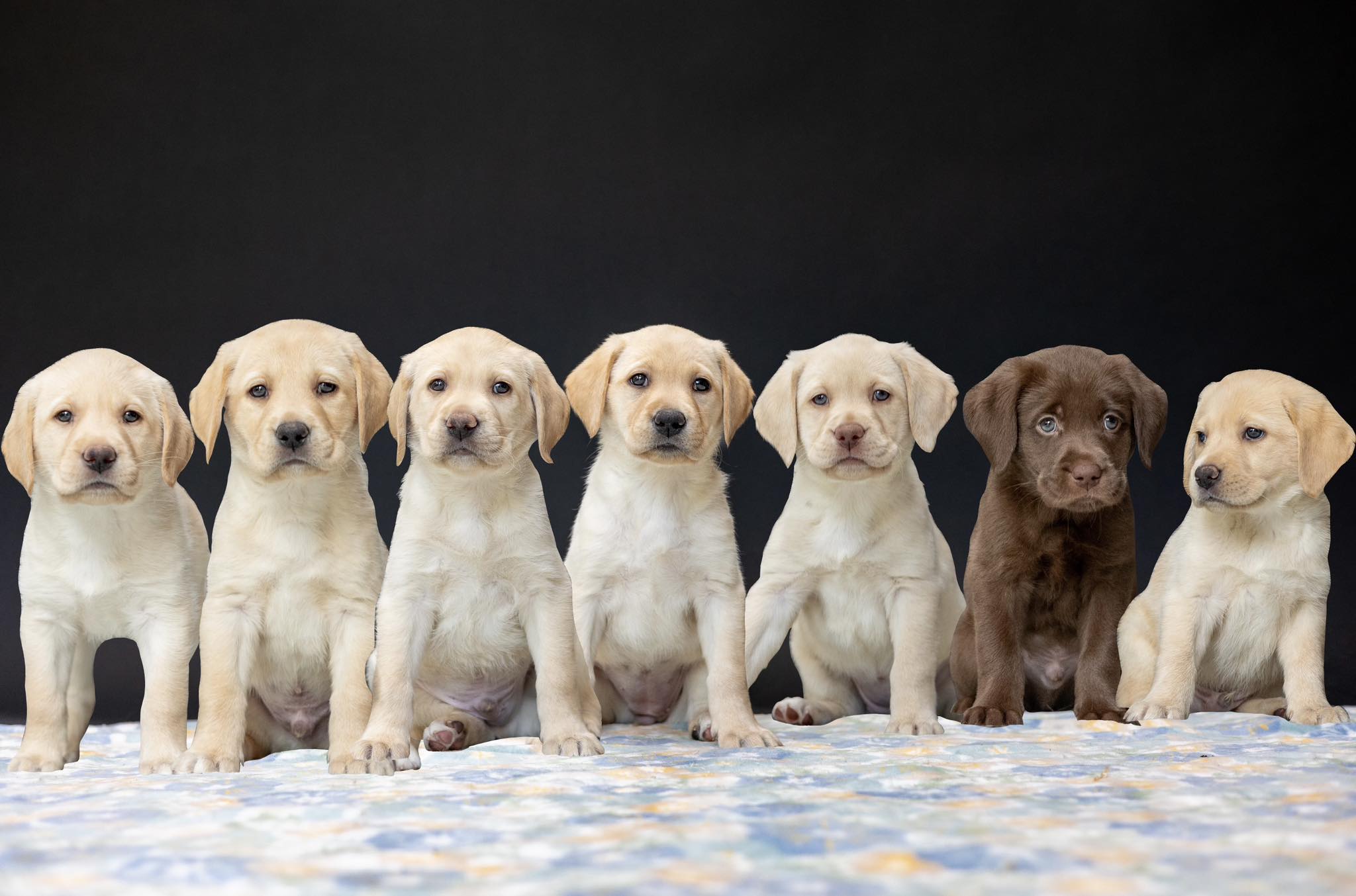 Sun Ridge Labradors | Pittsburgh PA