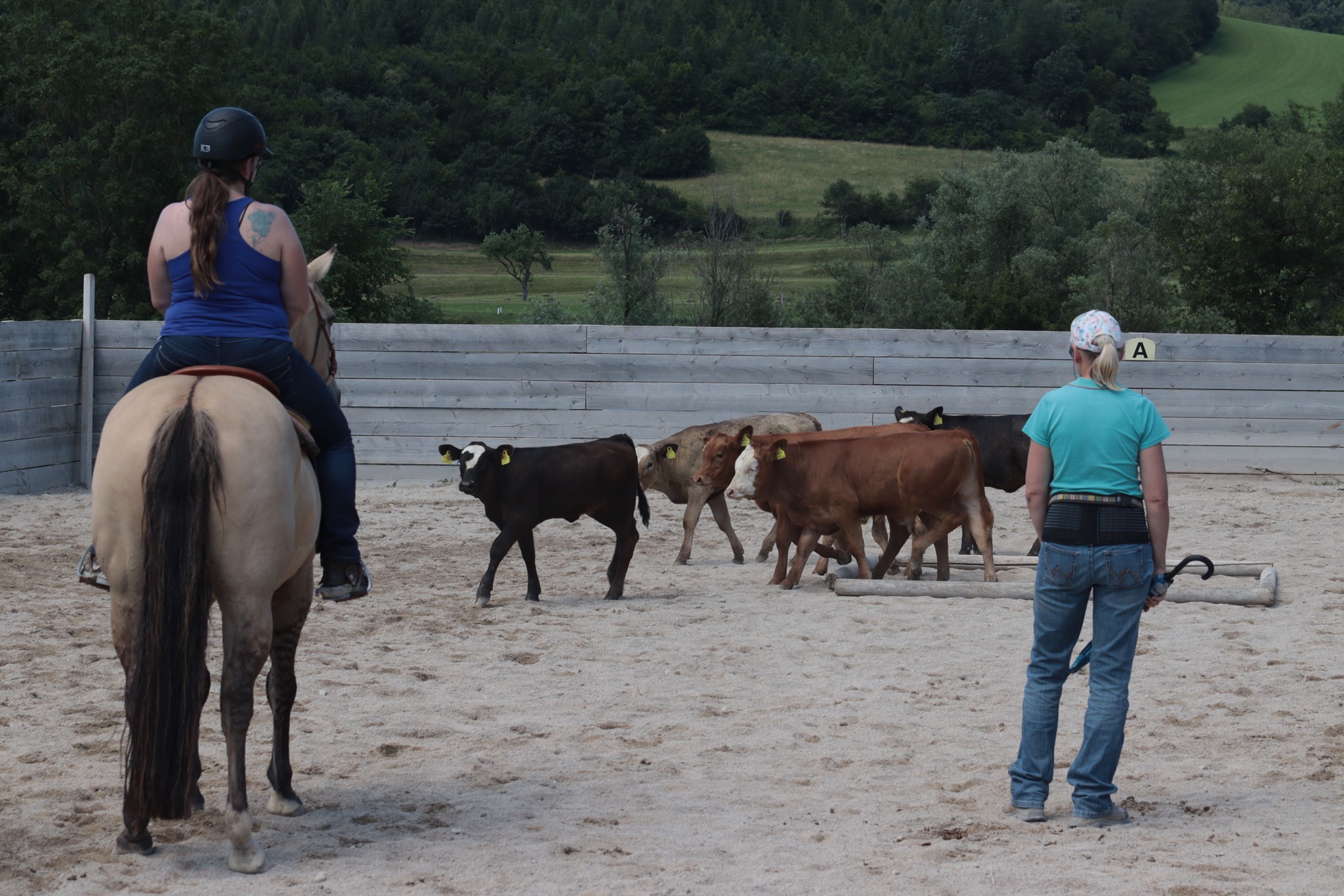 Reiten mit Rindern