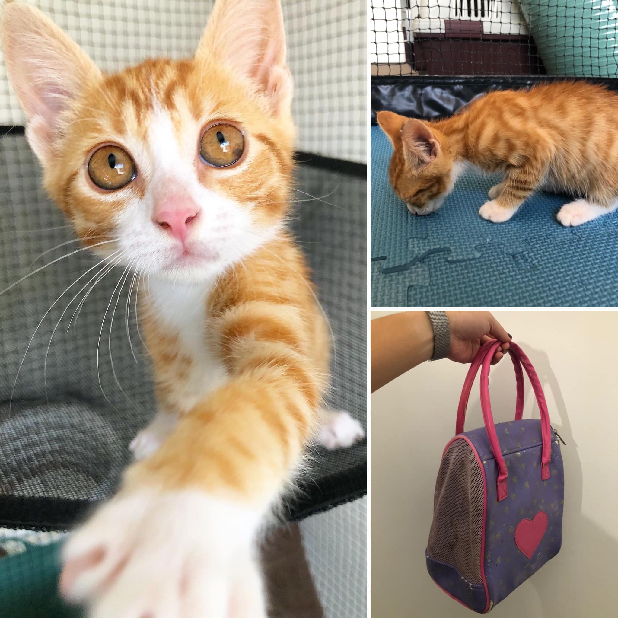 🙀A Rescue Tale: You don’t see that... - Perth Rescue Angels | Facebook