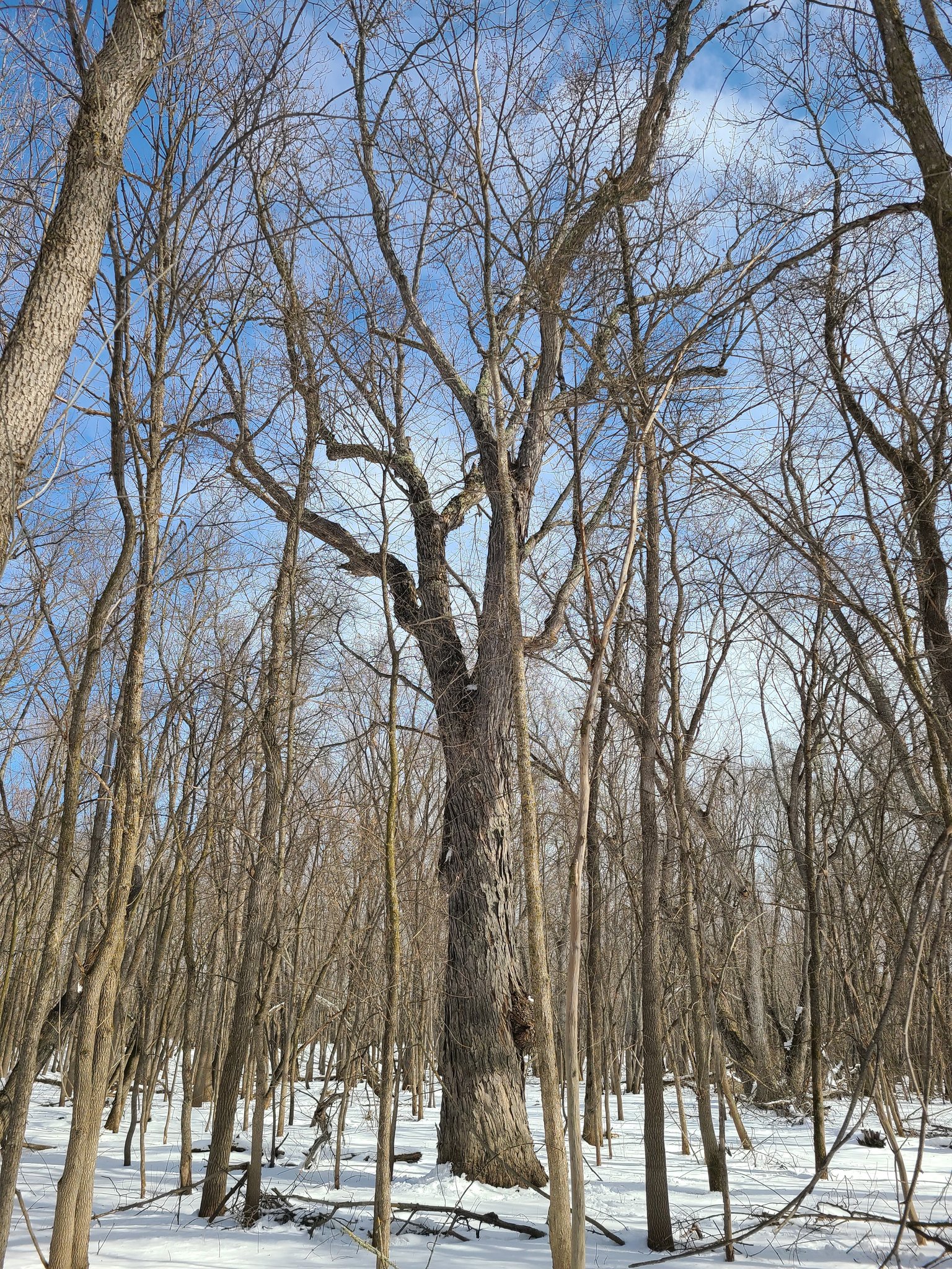Big Tree Seekers | Silver maple growing on a river floodplain island ...