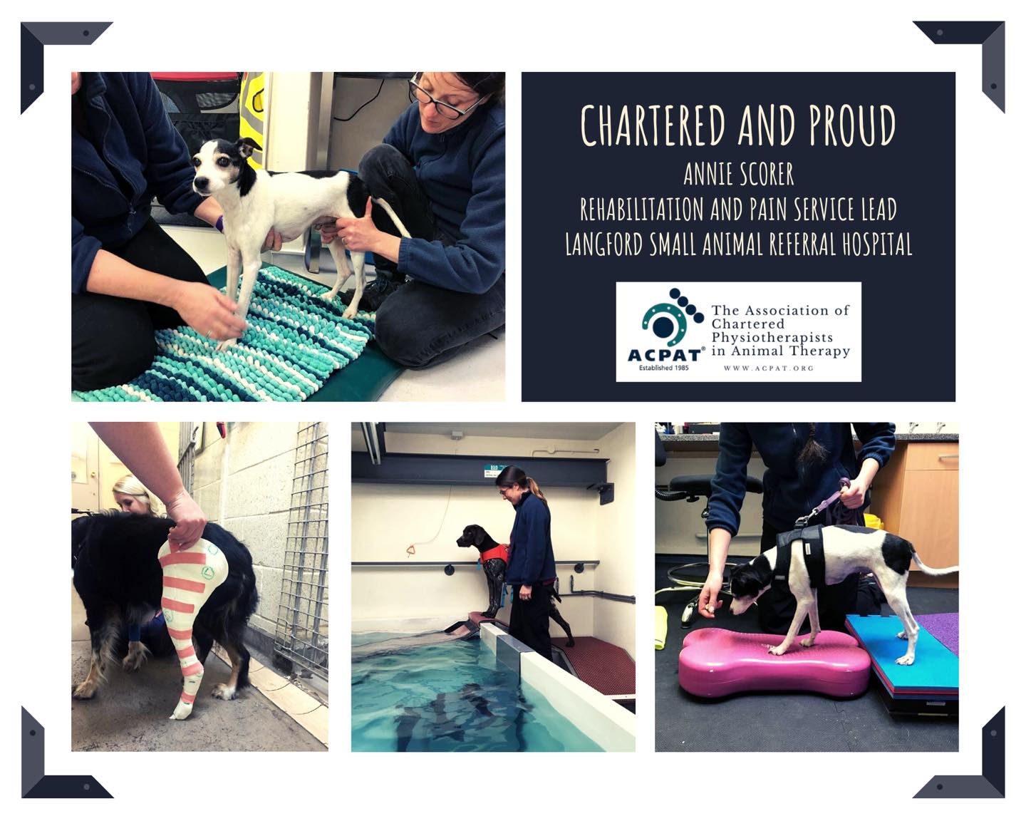 Did you know that ACPAT Chartered Physiotherapists start their careers ...