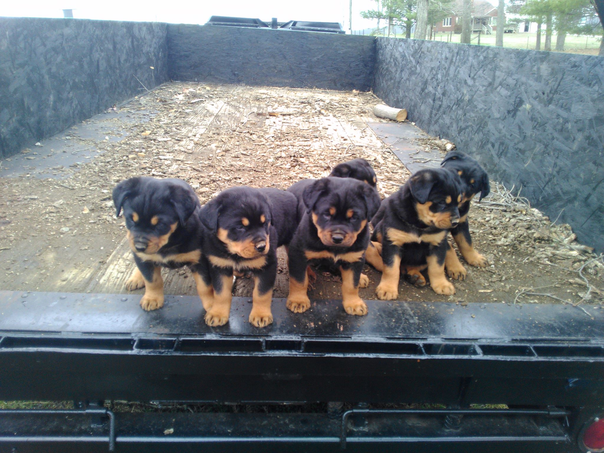 Marshall's... - Marshall's Rottweilers of Southeast Missouri