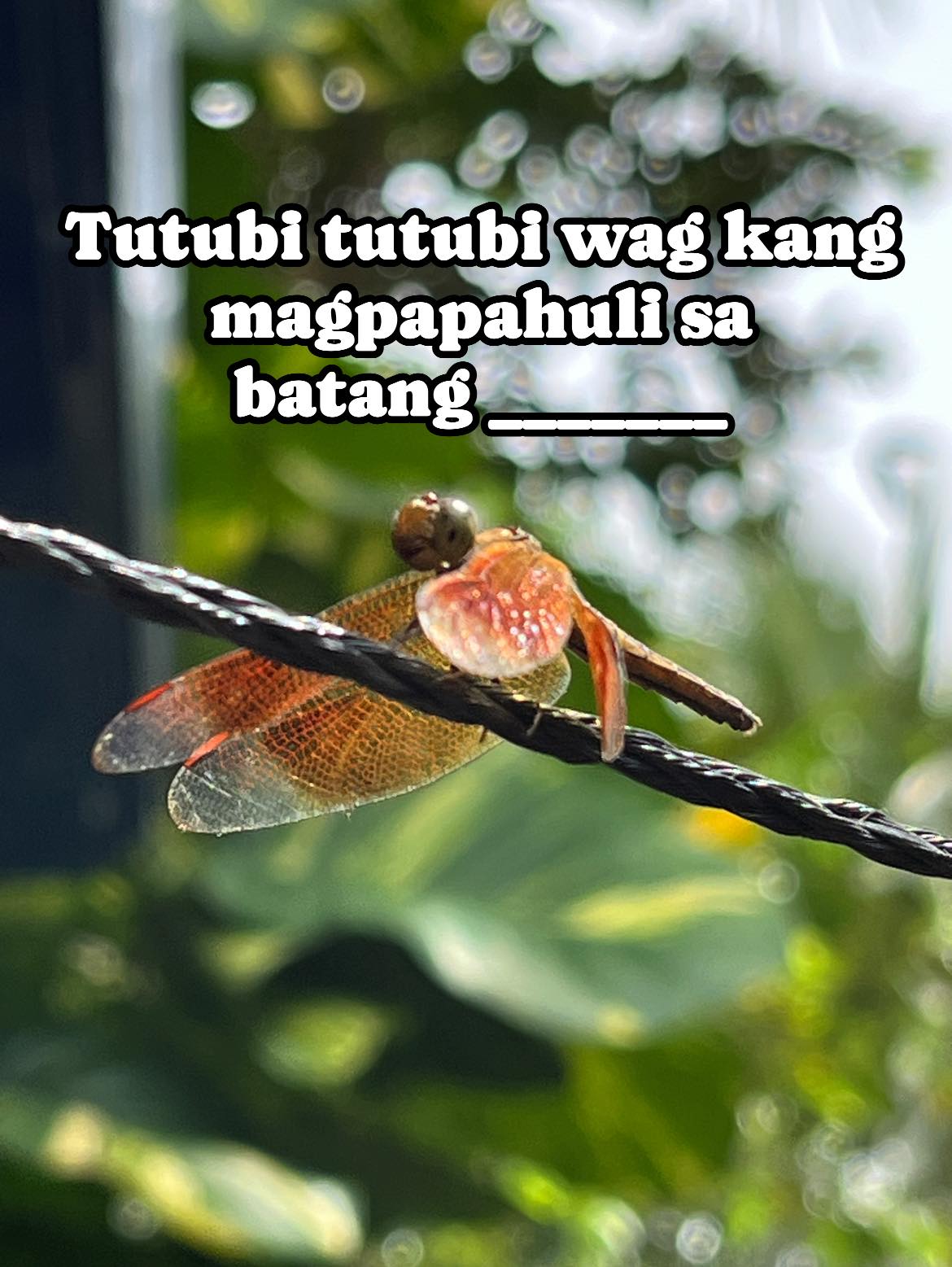 Memories of Old Manila ☑️ | Sarap manghuli ng tutubi noon lalo na kapag ...