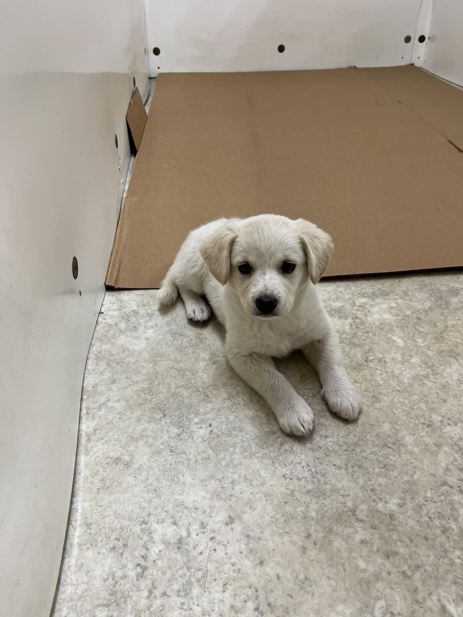 Northern Animal Rescue Humane Society | Impounded puppy: This little ...