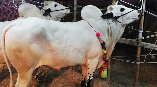 G.M Cattles Form