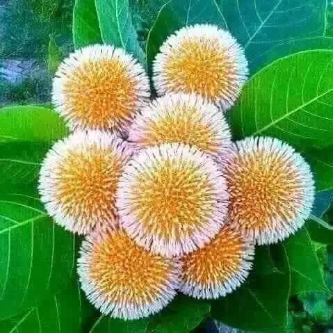 Shoaib Raza