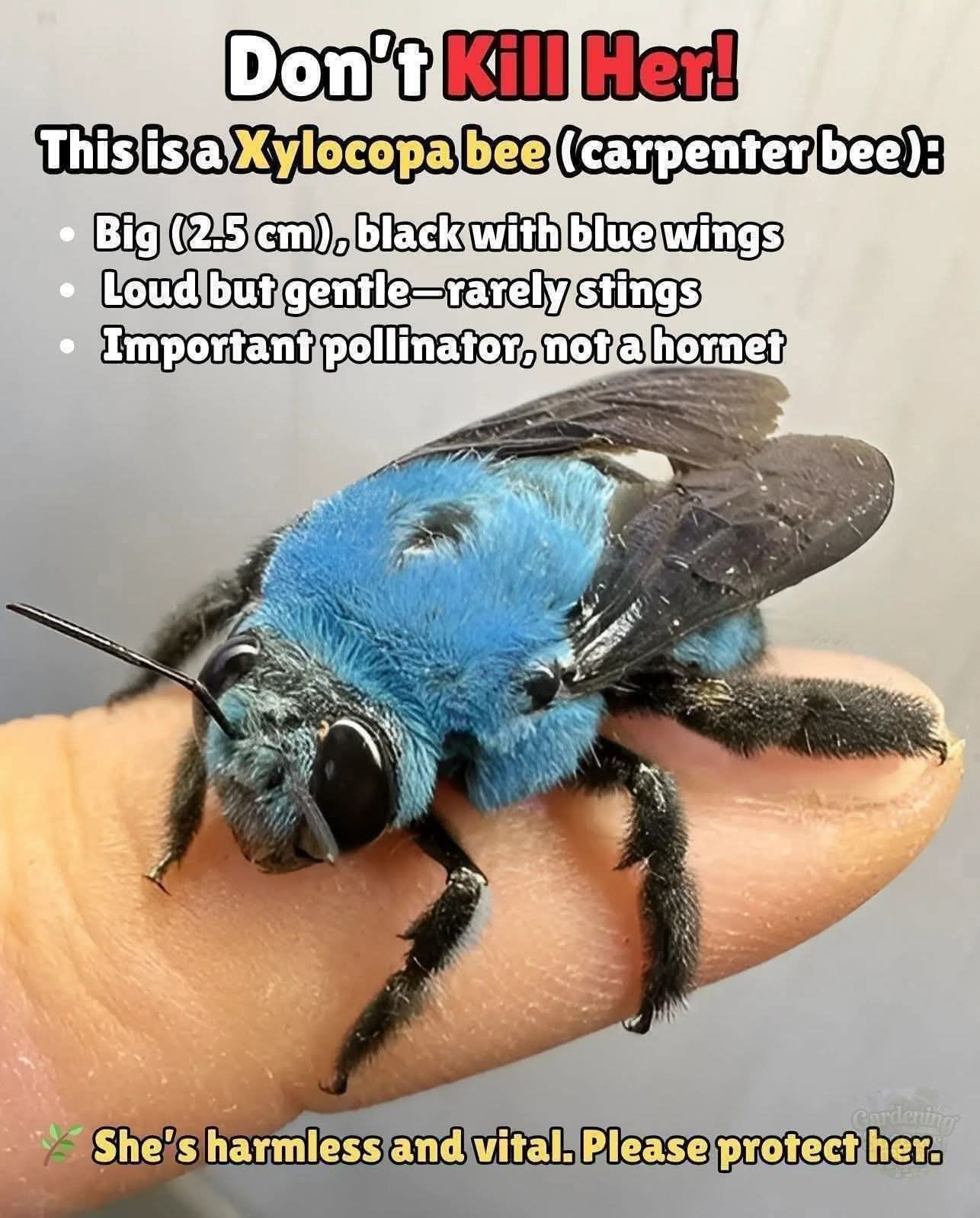 Xylocopa bee, a large non-aggressive bee species