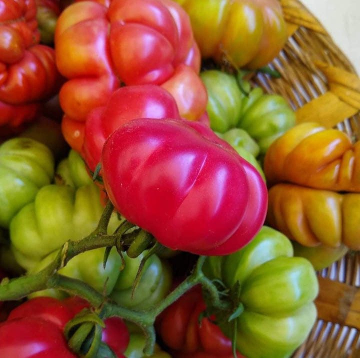 Primer feria del tomate riñon oax. | Oaxaca de Juárez