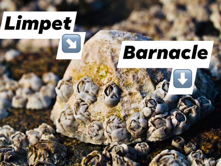 Rockpool School - 🐚LIMPET V BARNACLE🦀 We quite often get asked what is ...