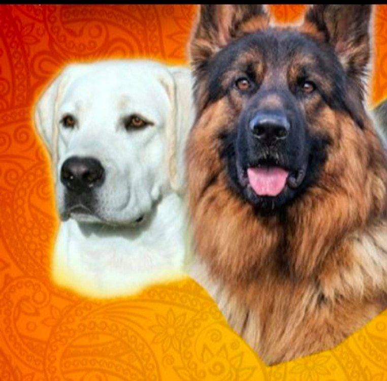 Master Kennel Meerut City