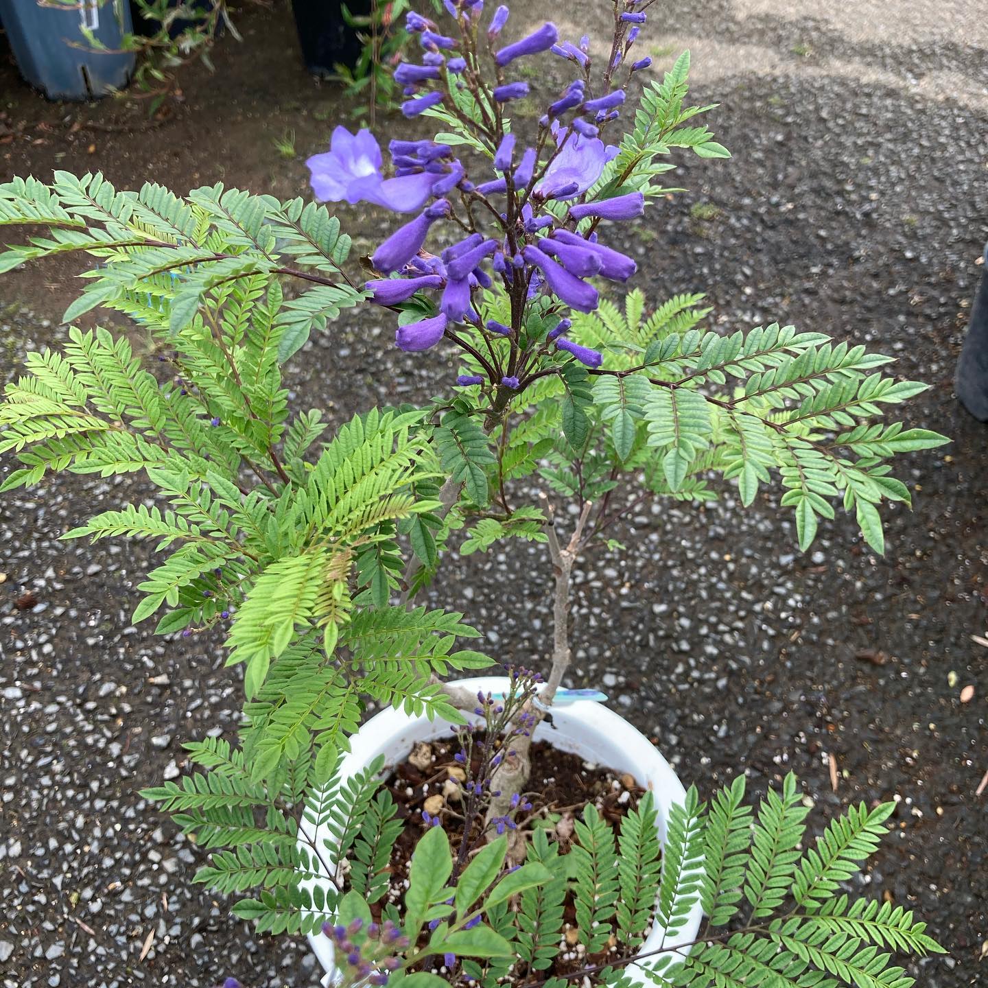 高島屋植物園 ジャカランダ 花付きジャカランダ 高島屋植物園 今なら超レア 花付きが買えますよ פייסבוק