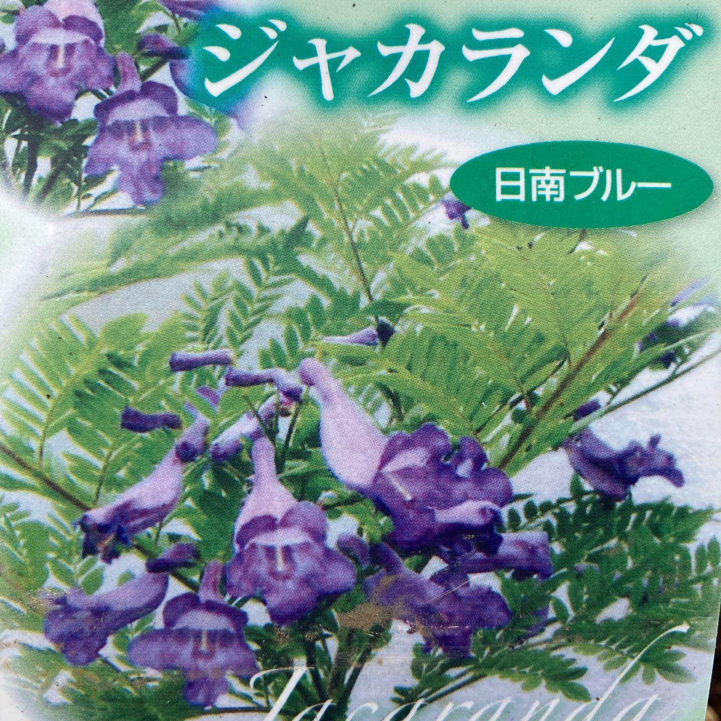 高島屋植物園 ジャカランダ 花付きジャカランダ 高島屋植物園 今なら超レア 花付きが買えますよ פייסבוק