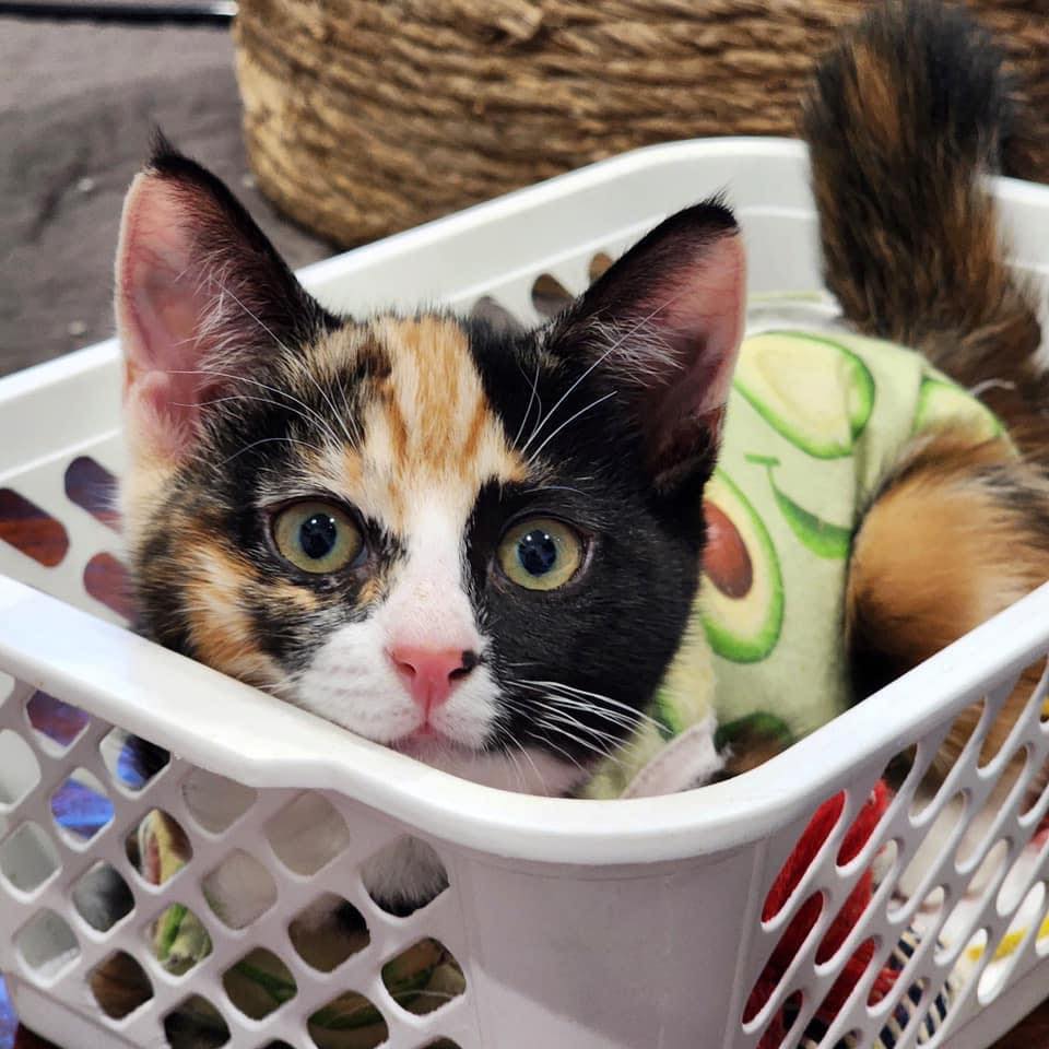 ️ ️ADOPTED ️ ️ ~MEET ME IN-STORE... - Perth Rescue Angels | Facebook