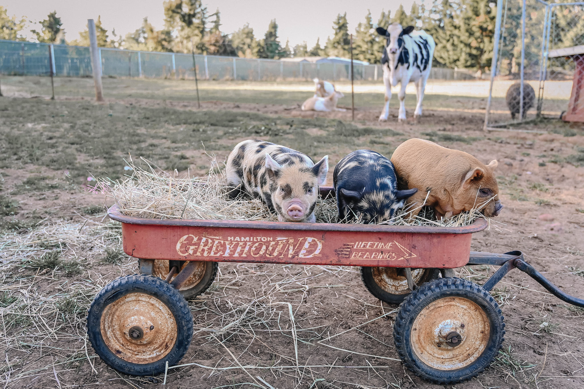 The Gornick Family Farm