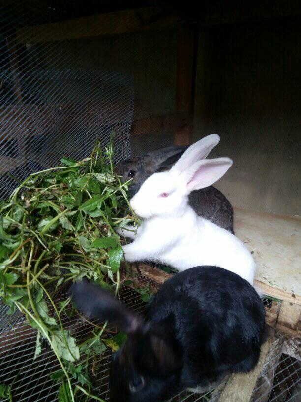 Rabbit Royal