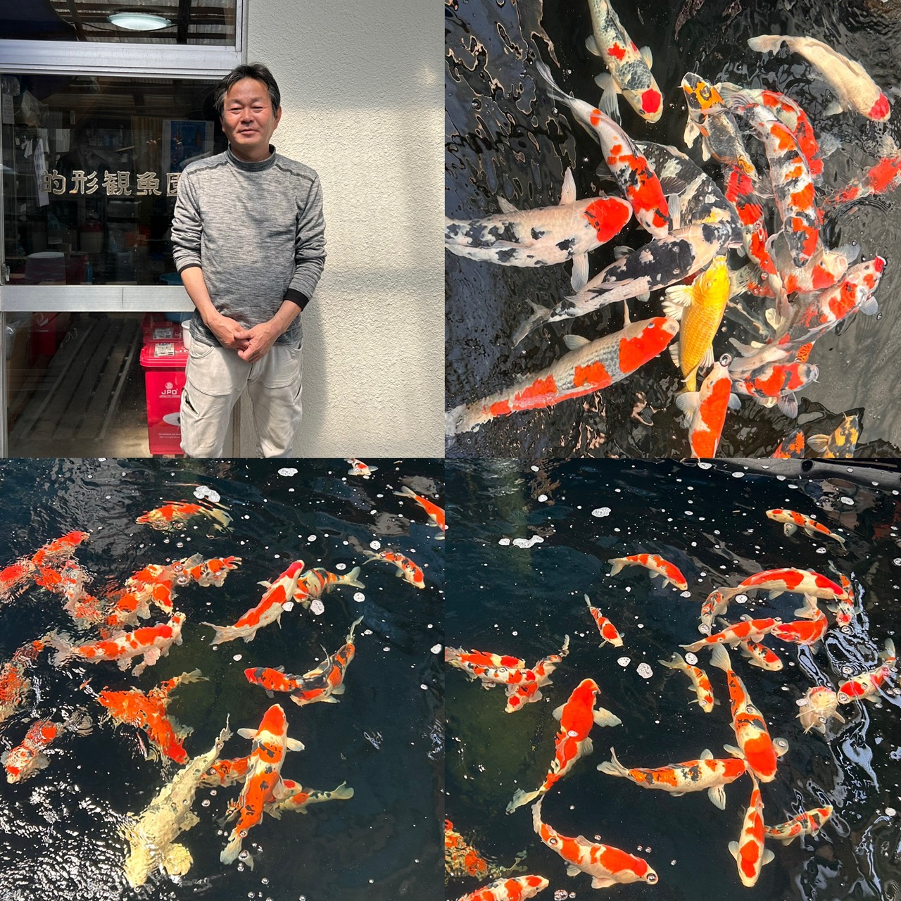 的形観魚園様 兵庫県姫路市 的形観魚園様は御三家を中心に様々な品種を 