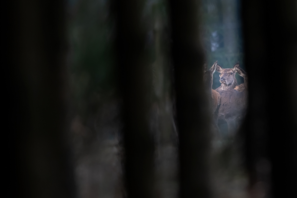 Arné Roest Natuurfotografie
