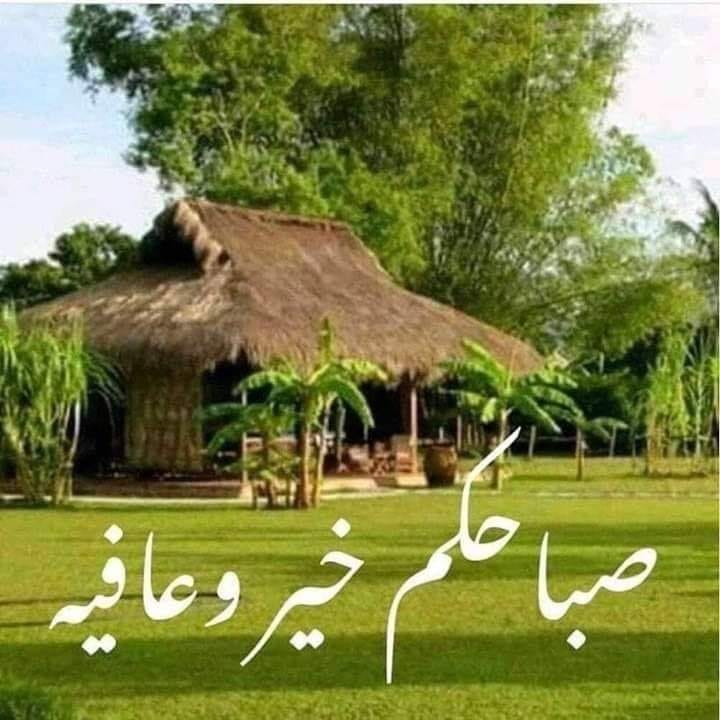 علا عبد العموري
