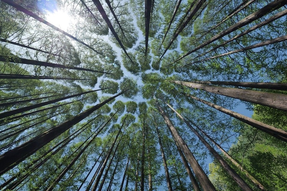 Global Tree Initiative Italia