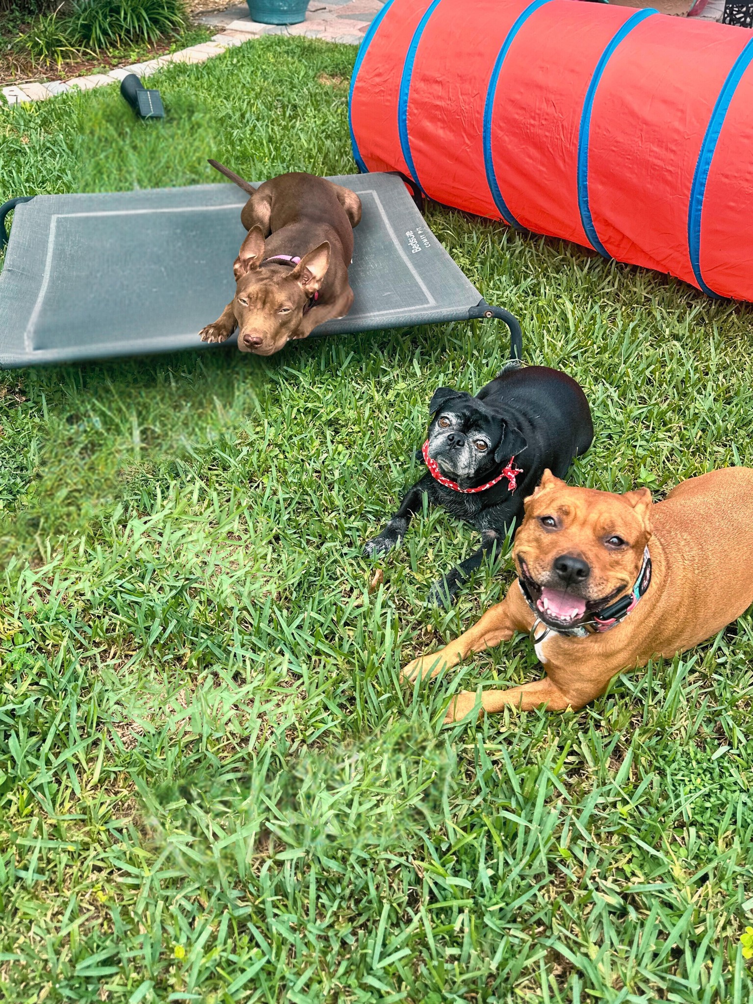 Hyper Hounds Dog Training... - Hyper Hounds Dog Training