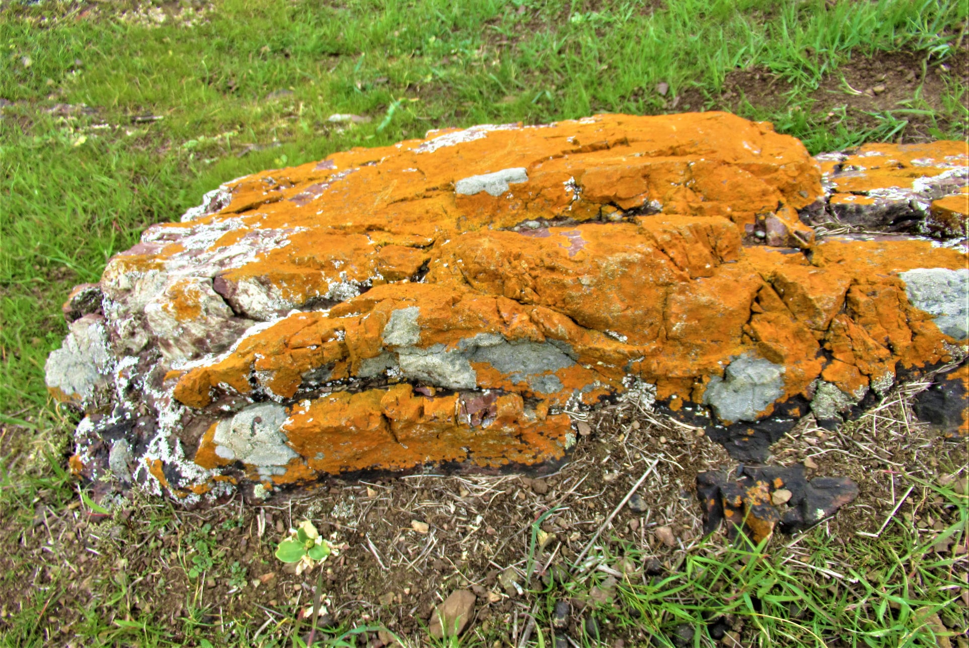 Coyote - The orange color on the rock is a living organism. The lichen ...