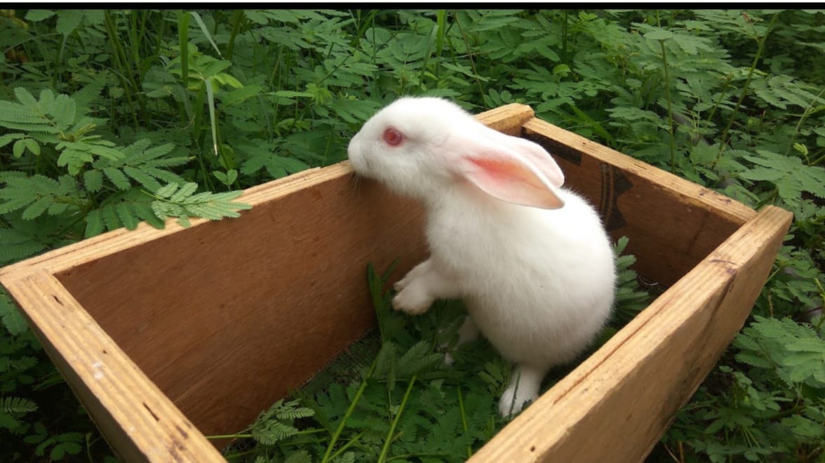 ANR Rabbit Farms