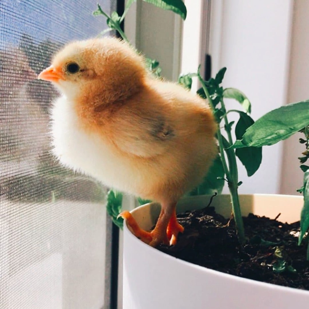 Faire Une Pâtée Pour Les Poules