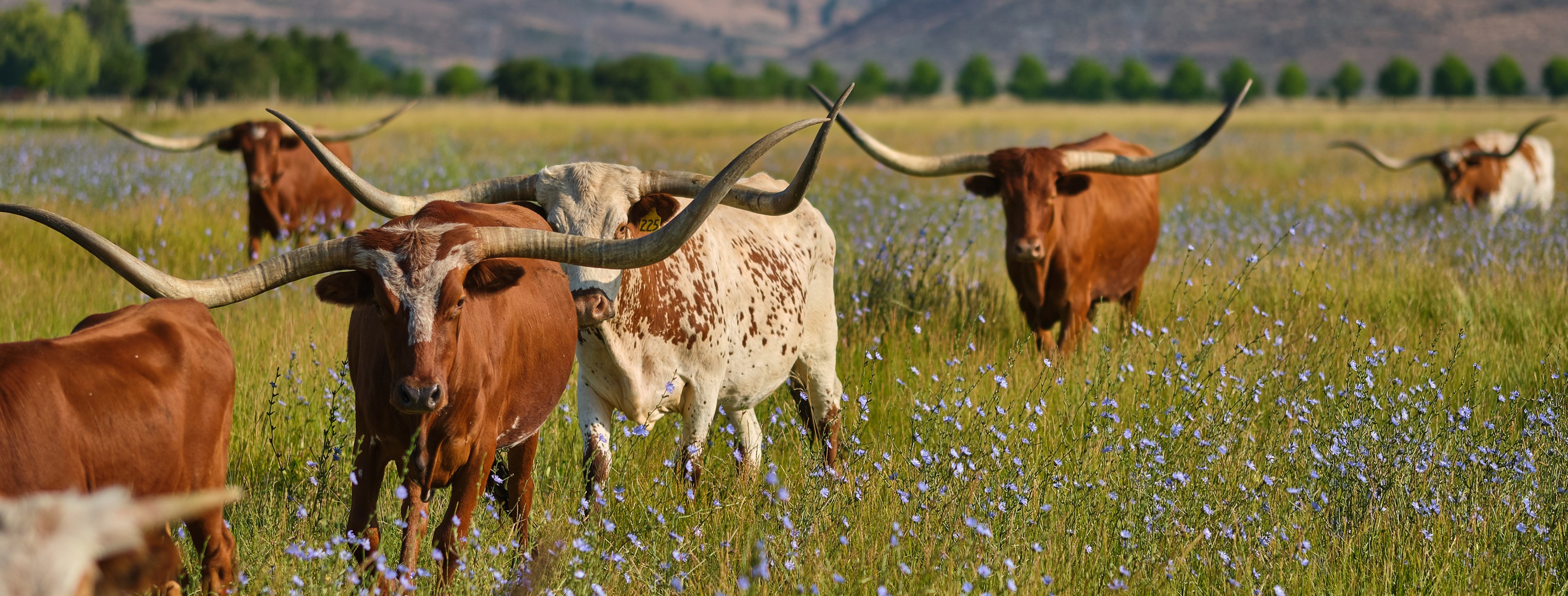 Windy Ridge Ranch added a new photo. - Windy Ridge Ranch