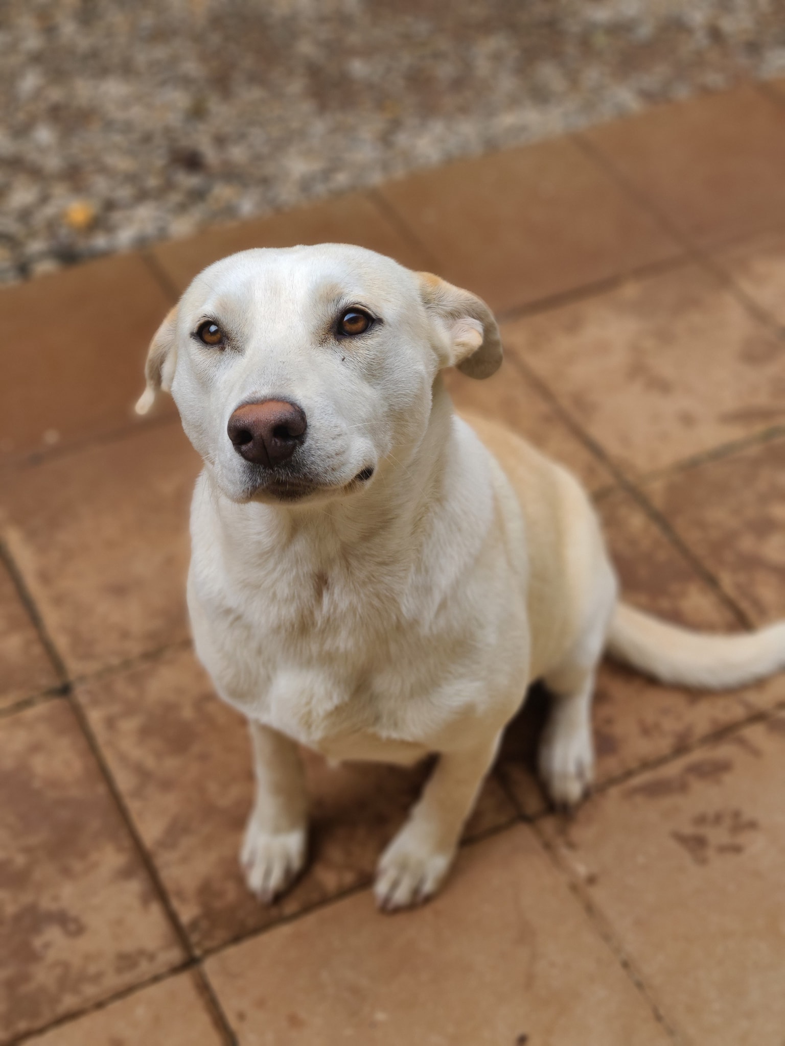 Justeen Stray 2 years old lab mix. Cutest overbite!!!! And smiles ...