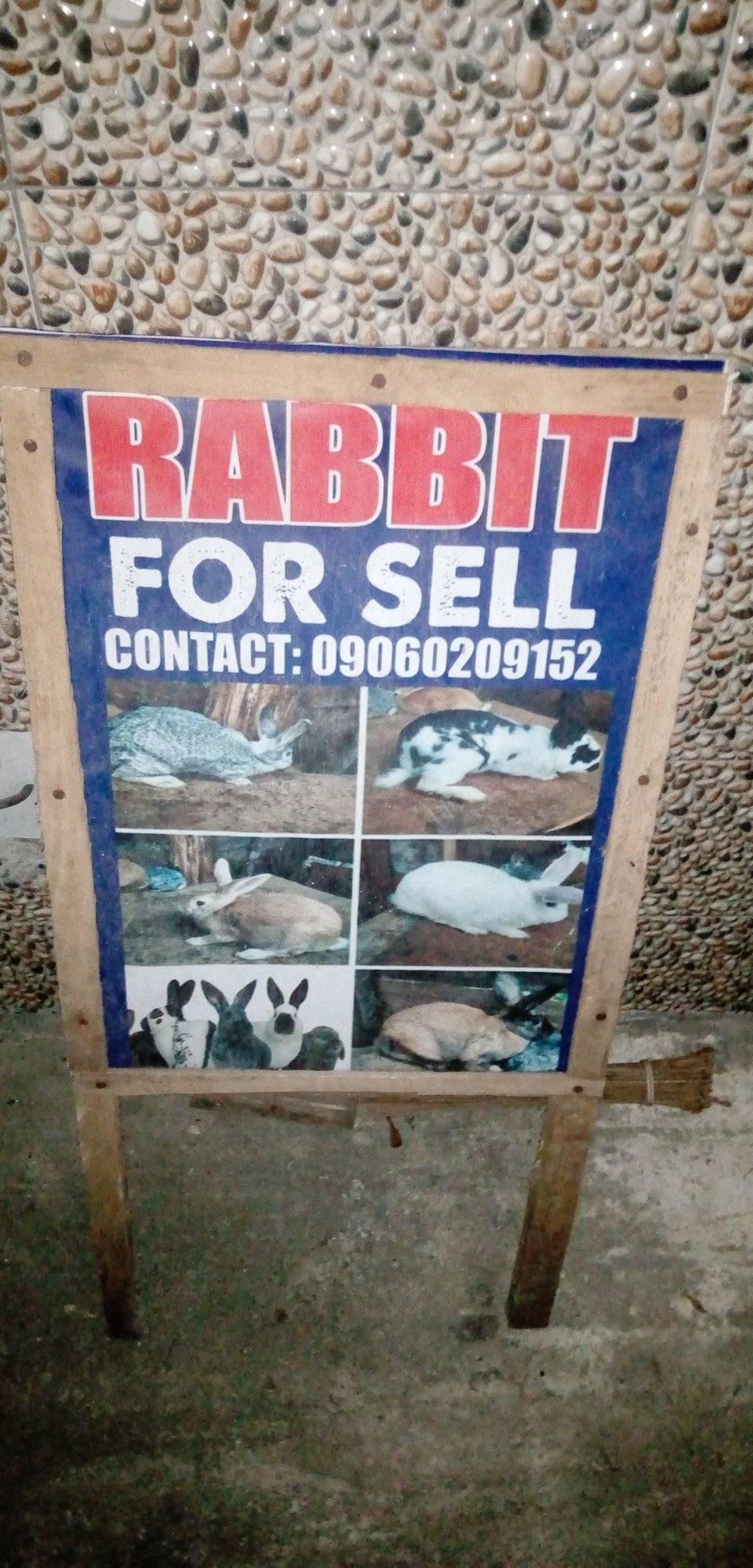 Smith Rabbit Farm | Uyo
