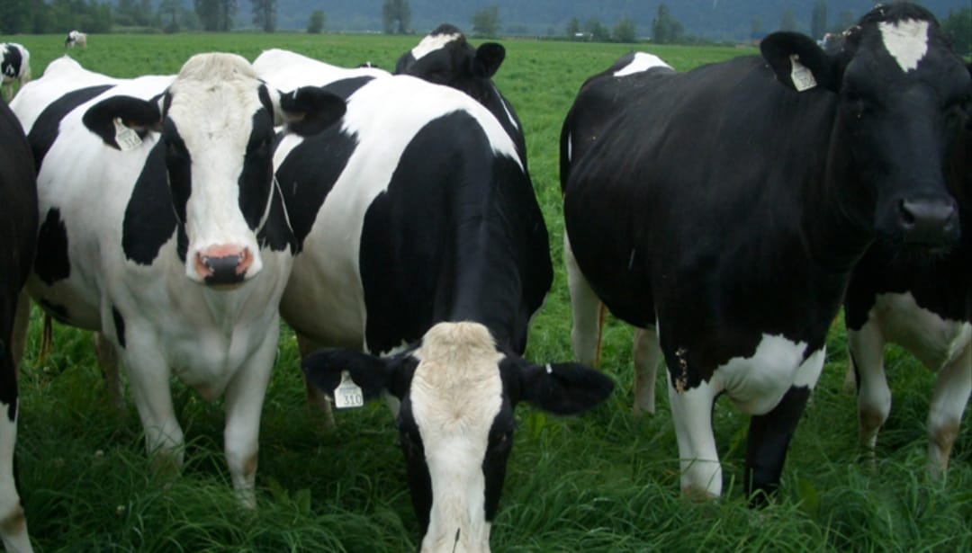 Insaf dairy farm Parachinar | Parachinar