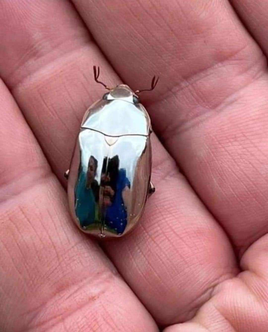 Golden scarab beetle found in Central America