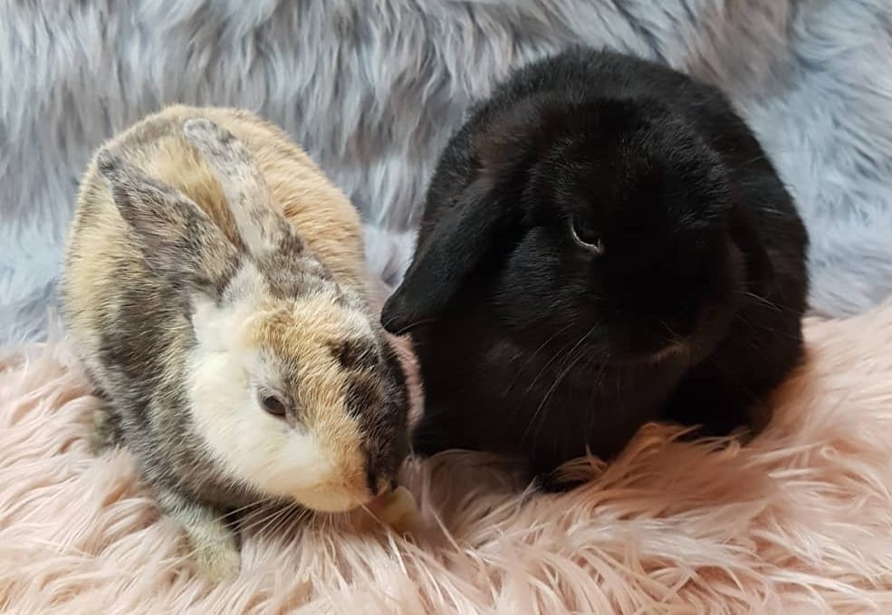 Did you know that male rabbits can... - Romeo's Rabbit Rescue | Facebook