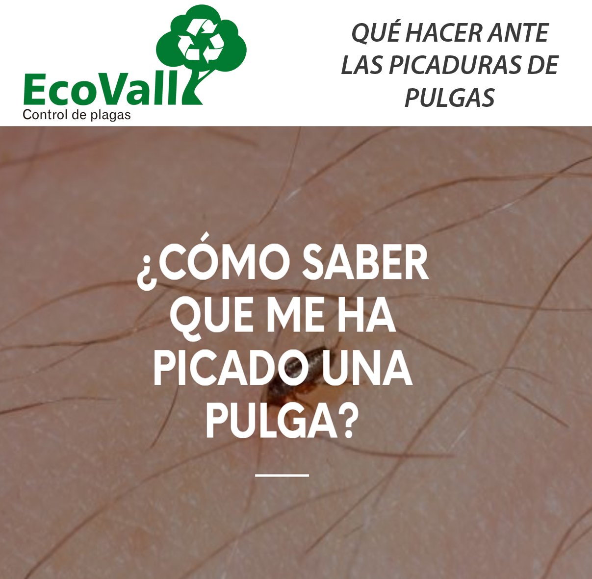 Ecovall Control de Plagas - 🔸 ¿CÓMO SABER QUE ME HA PICADO UNA PULGA? 🔸 ...