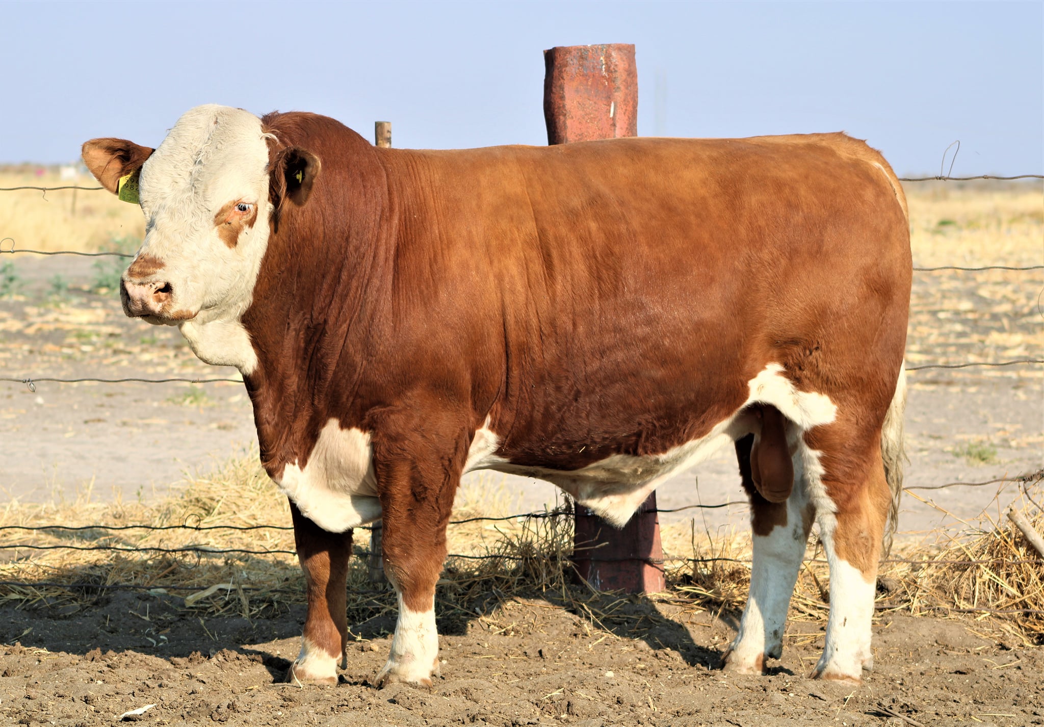 Paresis Production Auction - LOT 58 - -18-76TG 𝐊. 𝐆ü𝐧𝐳𝐞𝐥 📞 ...