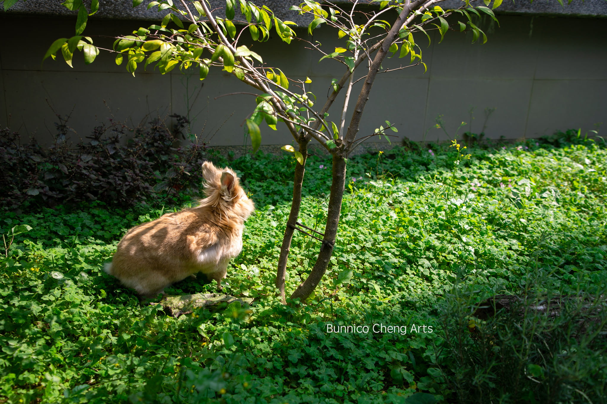 「娃娃」的飼主日前與我告知，... - Friend Rabbit 友愛兔攝影 / 兔子攝影 Bunnico Cheng | Facebook