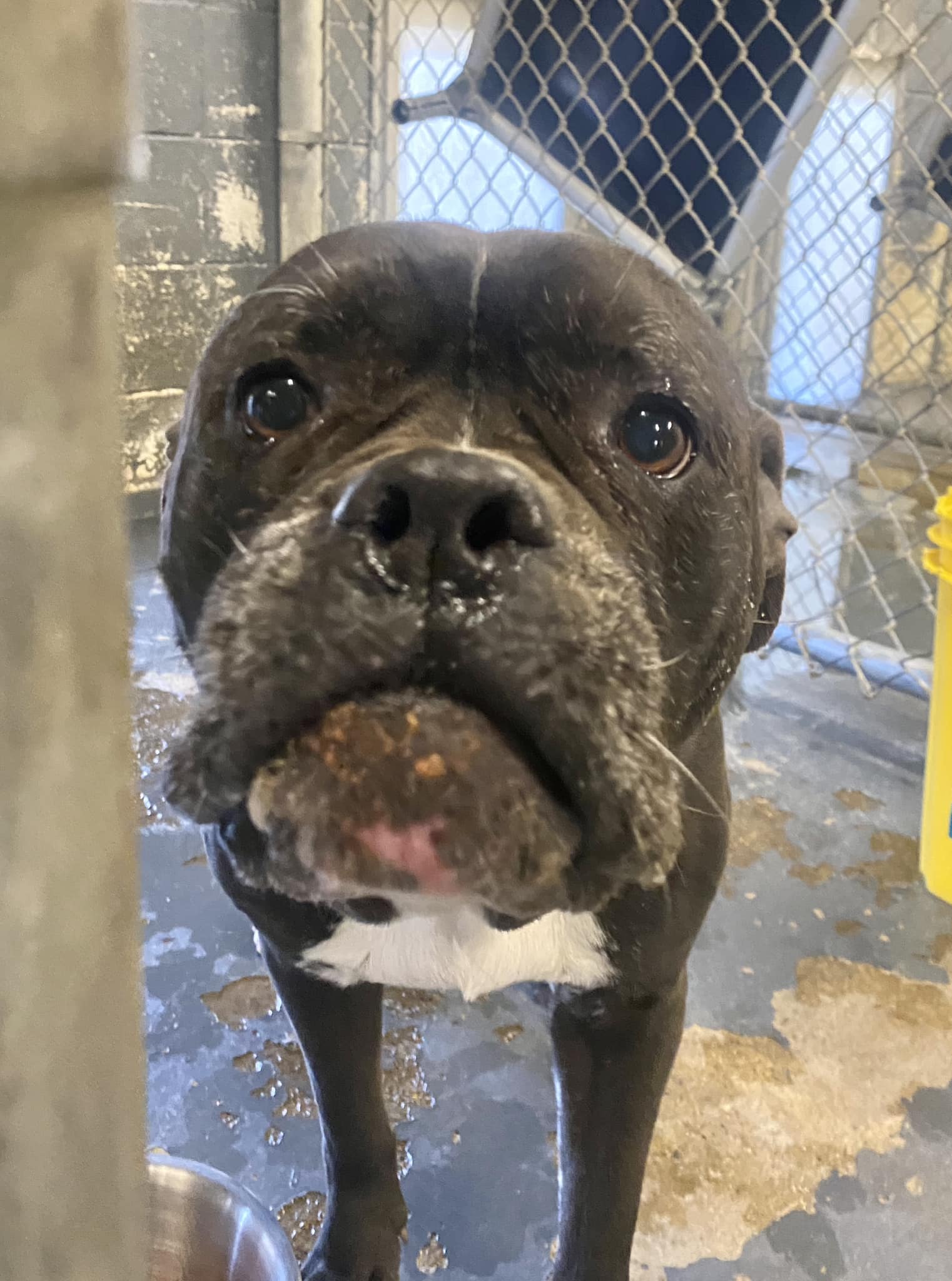 Volunteers - SAFE on hold SAFE 25198 / Black & White Pit-boxer mix ...