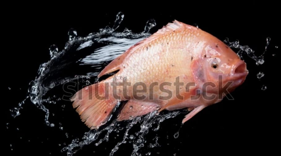 Berry Rouge Mauritius | Trou d'Eau Douce